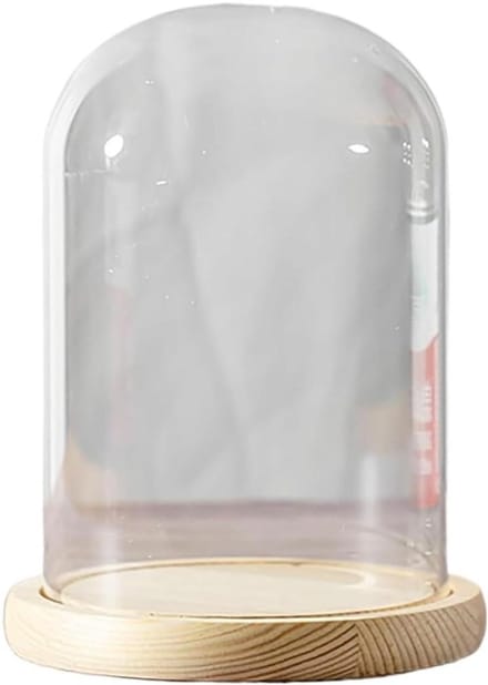 Glazen Stolp - Display Koepel - Decoratie Presenteren - Massief Houten Voet - Diameter 12cm - Transparant