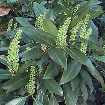 Prunus Laurocerasus 'Zabeliana' - Laurierkers 30-40 cm in pot