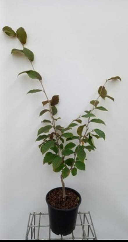 2 x Hamamelis int. 'Feuerzauber' ( 'fire charm') - Toverhazelaar 60- 80 cm in pot