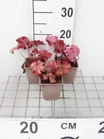 6x Purperklokje - Heuchera hybr. 'Fire Alarm' | 9x9 cm pot