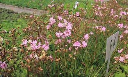 6x cuculi 'Petite Jenny' - Koekoeksbloem - Lychnis flos | 9x9 cm pot