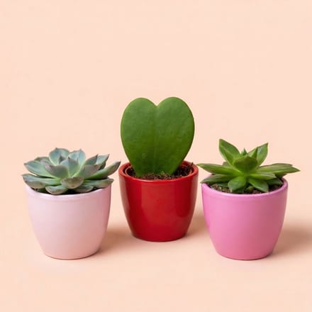 Plant set van 3 met mini pot - Love - Coffea Arabica - roze/rood - Ø 6 cm