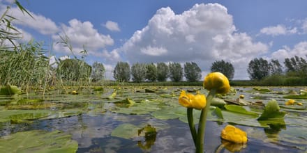 Fotobehang bloeiende Gele Plomp 350 x 260 cm - € 235,--