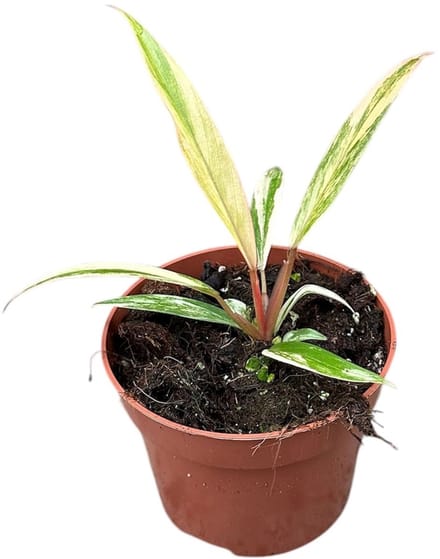 Philodendron Caramel Marble Kamerplant Potmaat Ø10,5 cm |Vers Van De Kweker