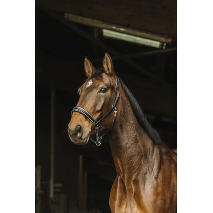 Leer halster voor paard Norton Rock