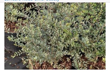 Lonicera nitida 'Silver Beauty' - Chinese Kamperfoelie 25 - 30 cm in pot