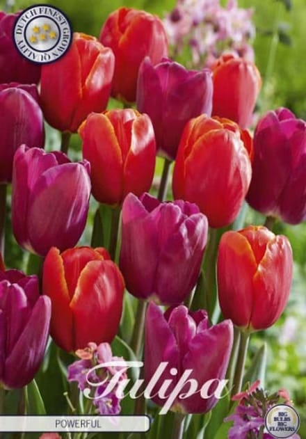 Nederlands Beste Kwaliteits bloembollen - Tulpen Tulp Garden Powerful x10 12/+s
