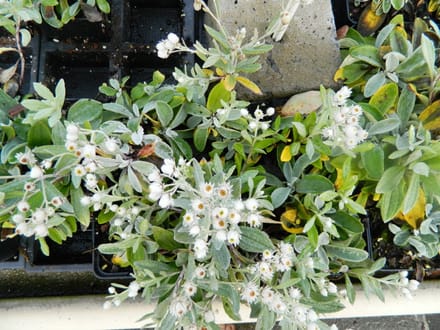 6x Siberische Edelweiss - Anaphalis Triplinervis | 9x9 cm pot