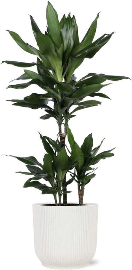 Dracaena Janet Lind Ø21cm - 90cm in Vibes WIT pot