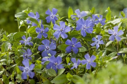 Vinca Minor - Set van 12 - Maagdenpalm - Pot P9 - Blauwe Bloem - Wintergroen