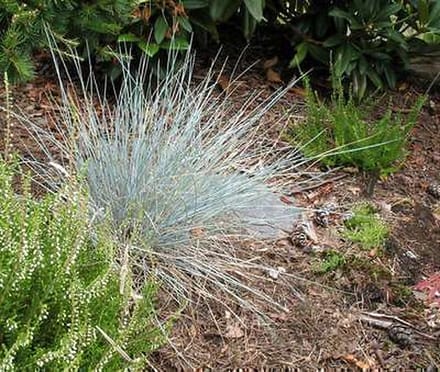6x Blauw zwenkgras - Festuca glauca 'Uchte' | 9x9 cm pot