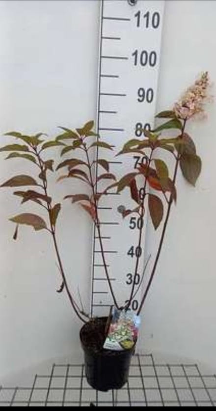 Hydrangea pan. 'Candlelight' - Pluimhortensia 40- 50 cm in pot