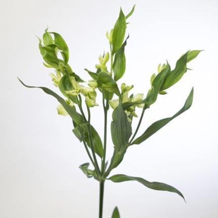 10x Alstroemeria flor.jade 70cm
