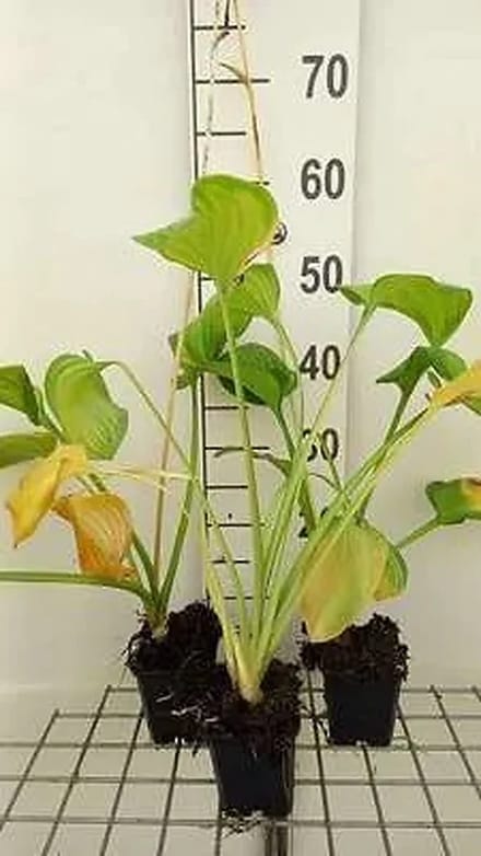 6x Hartlelie - Hosta hybr. 'Guacamole' | 9x9 cm pot