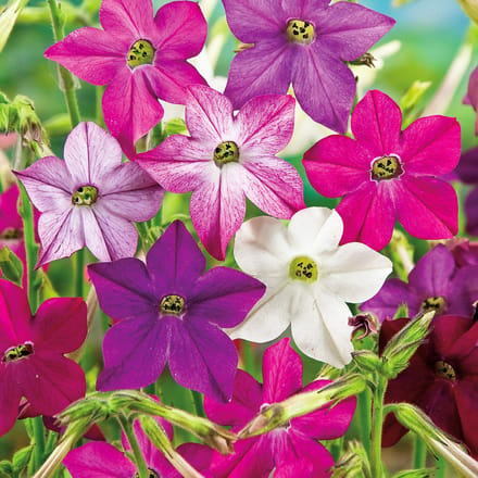 Sluis Garden - Siertabak Sensation mix (Nicotiana)