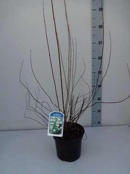 Sierstruik - Geurende struik - Tuin decoratie - Rijkbloeiend en geurend - 50-60 cm - Wit