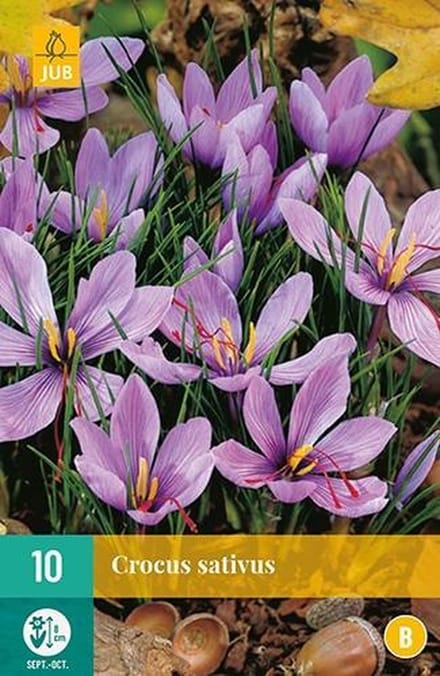 Jub Holland krokus bloembollen - Crocus sativus - 10 stuks