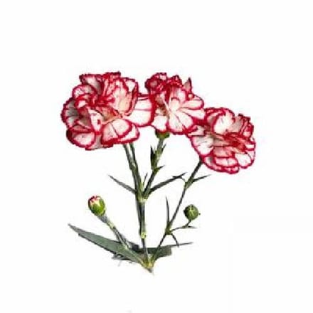 20x Dian.tr.minueto 60cm
