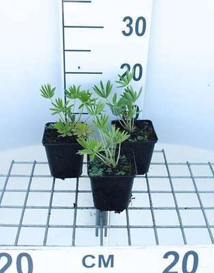 6x Lupine - Lupinus hybr. 'Gallery White' | 9x9 cm pot