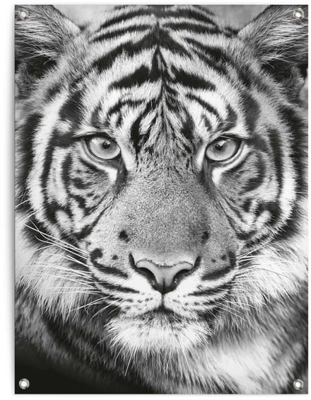 Tuinposter Tijger - 80 x 60 - Canvas - REINDERS