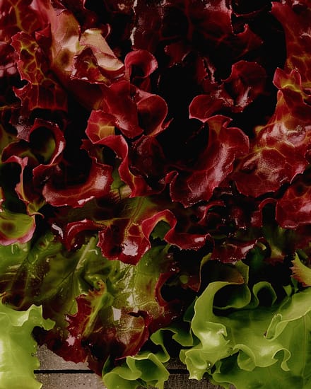 5 sets - Kropsla Zaden Lactuca Sativa Italiaanse Snijsla Vroeg Ras