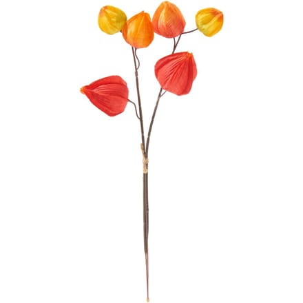 Physalis tak, 6 lampionbloemen