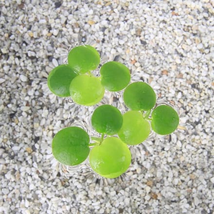 Moerings Limnobium Spongia | Amerikaanse kikkerbeet | Los