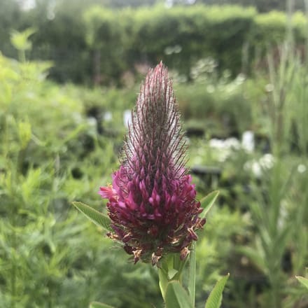 6 x Trifolium rubens - Klaver - P9 Pot (9 x 9cm) - Dima Vaste Planten