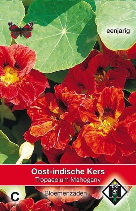 2 stuks Tropaeolum m. n. Mahogany