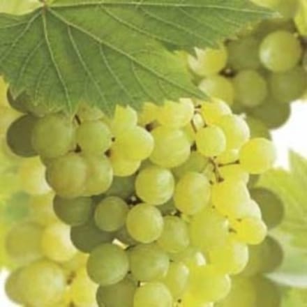 Vitis vin. 'Golden Champion'- Druivelaar 50-60 cm in pot