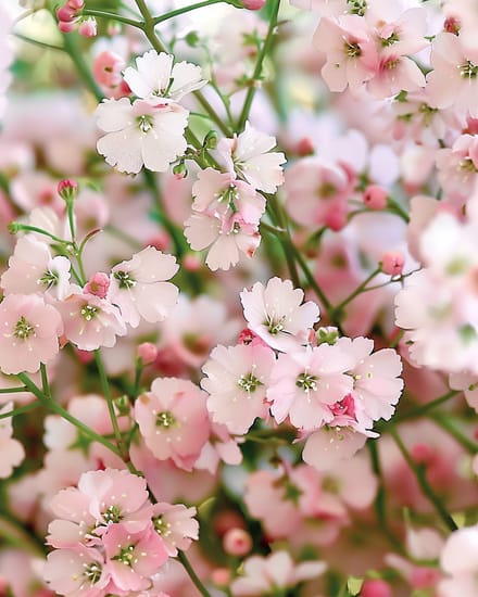 2 sets - Gipskruid Zaden Gypsophila Elegans Roze Eenjarig