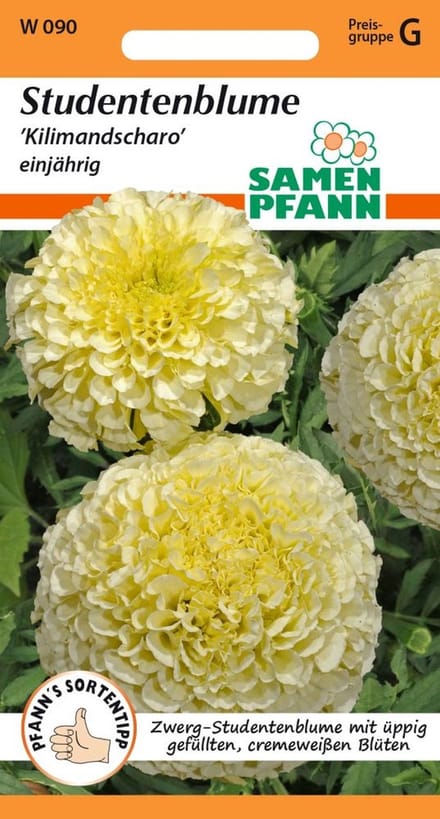 Goudsbloemen, Kilimanjaro - Bloemzaden, Goudsbloemzaden