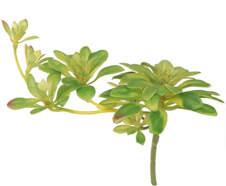 Succulente kunstplant met steker Aeonium Groen 30cm 4 st., 4 Stück