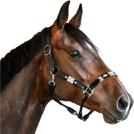 Leren halster voor paard Bridlery