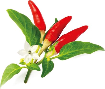 Click & Grow Click and Grow Smart Garden Refill 3-pack - Red Hot Chili Pepper