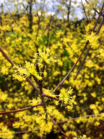 Cornus mas - Gele Kornoelje 60- 80 cm in pot