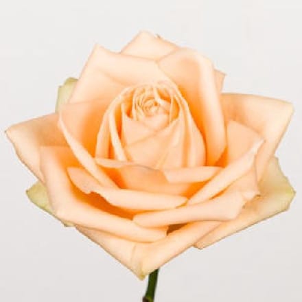 10x Rosa avalanche peach+ 70cm