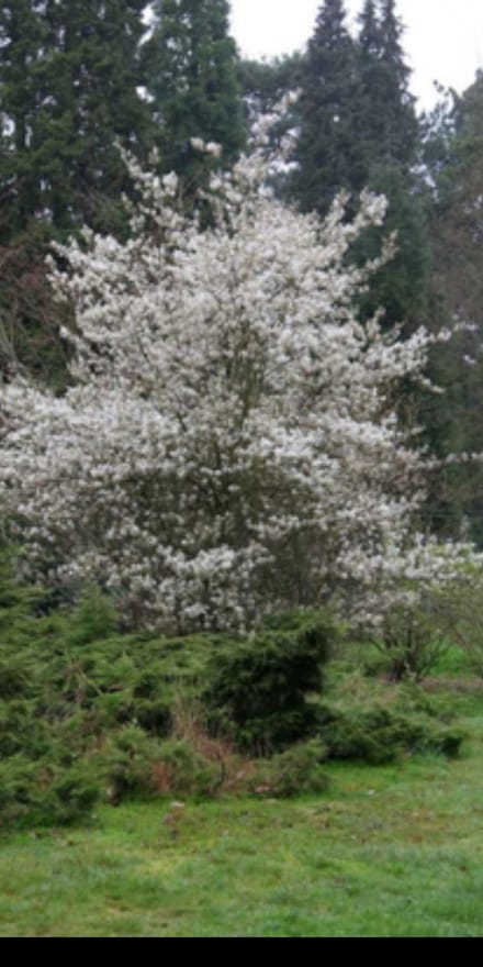 Amelanchier 'Ballerina' - Krentenboompje, Rotsmispel, Junibes 60- 80 cm in pot