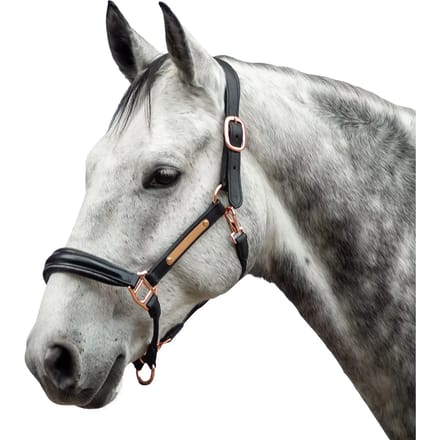 Leren halster voor paard Bridlery Eternity