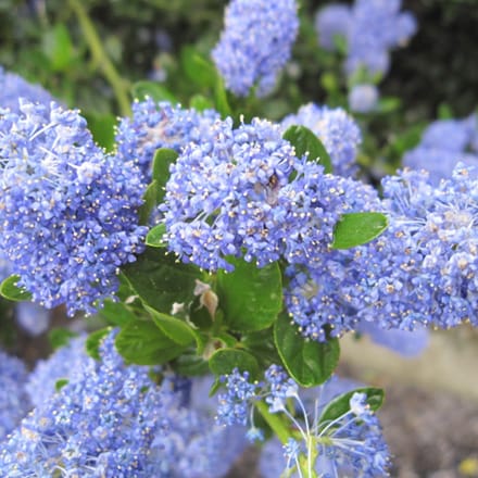 Amerikaanse sering - Ceanothus impressus 'Victoria' 30-40 cm