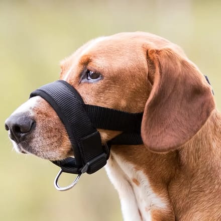 Nylon riem muilbanden voor honden Trixie