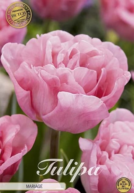 Dutch Finest Quality bloembollen Tulpen 10 stuks Tulp Double Late Mariage x7 12/+s