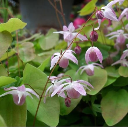 6 x Epimedium Youngianum 'Roseum ' - Elfenbloem pot 9x9cm