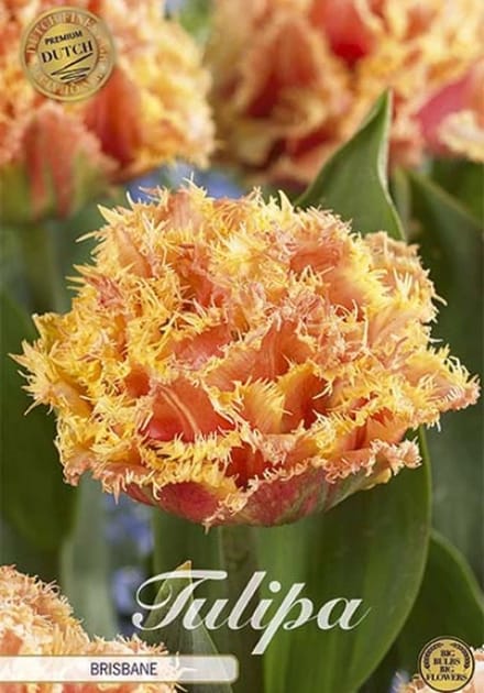 Dutch Finest Quality bloembollen Tulpen 10 stuks Tulp Fringed Double Brisbane x7 12/+s