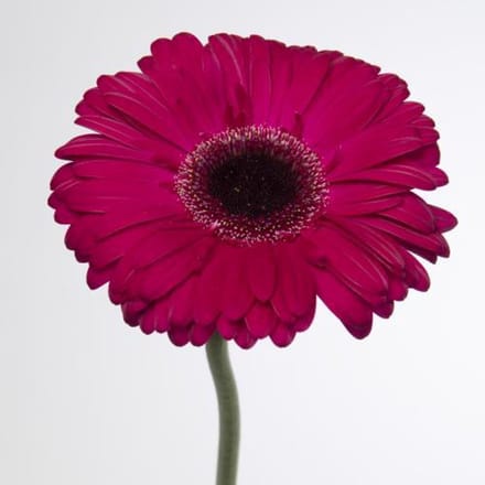 45x Gerbera aladin 70cm