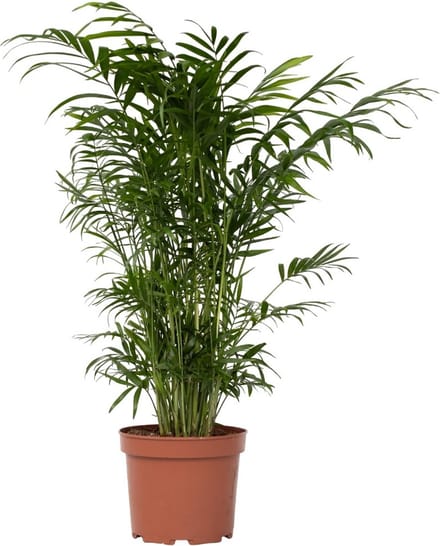 Plant in a Box - Chamaedorea elegans - Mexicaanse dwergpalm - Compact groeiende groene palm - Pot 17cm - Hoogte 50-60cm