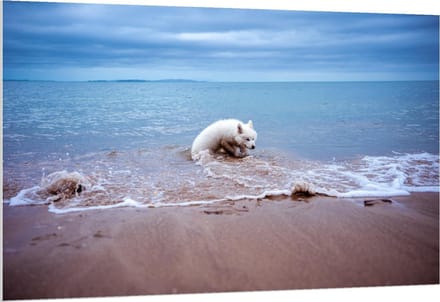 Forex - Witte Hond in de Zee - 150x100cm Foto op Forex