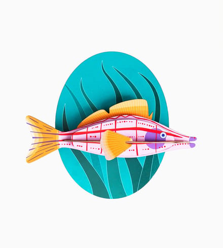 Big Fishes - Longnose Hawkfish | Langneus Havikvis