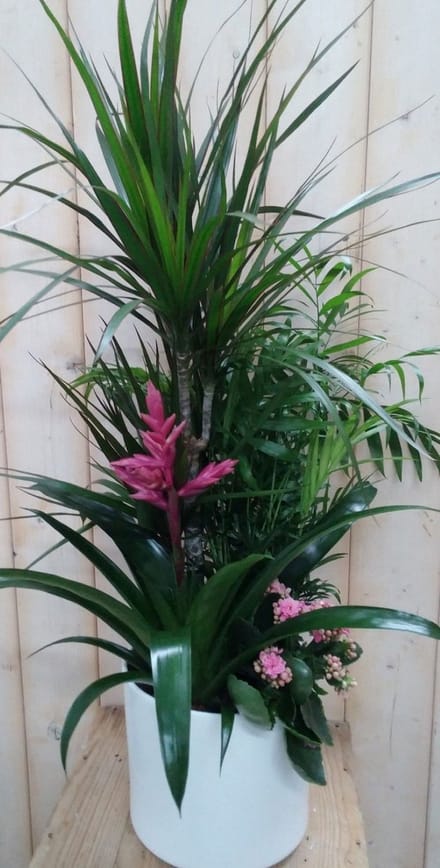 Warentuin natuurlijk - Bromelia roze plantenbakje binnen