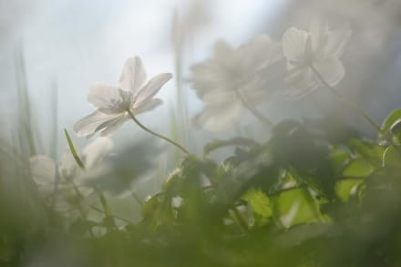 Fotobehang bloeiende bosanemonen 450 x 260 cm - € 295,--